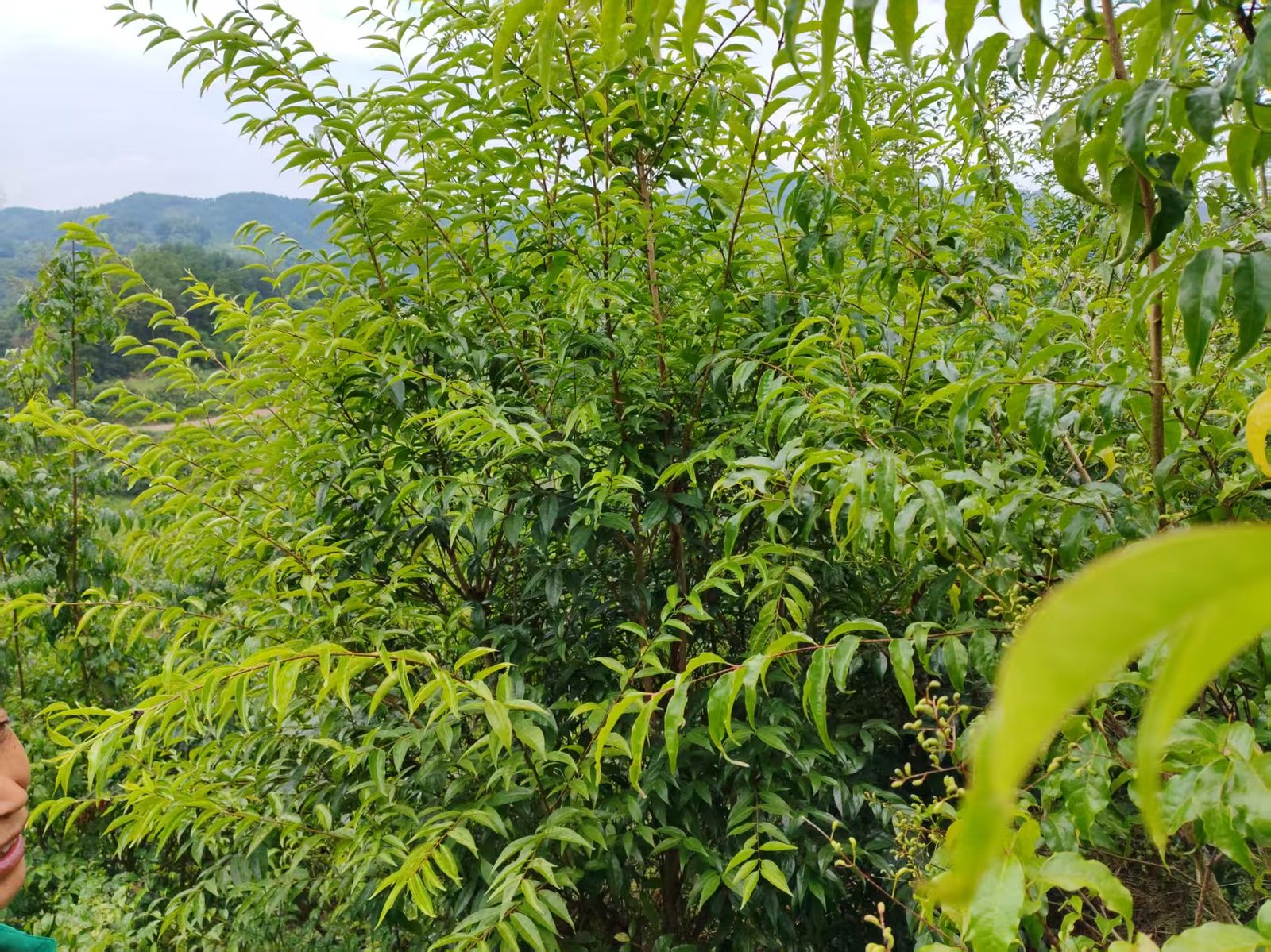 余庆地理标志保护产品，小叶苦丁茶的产区底色