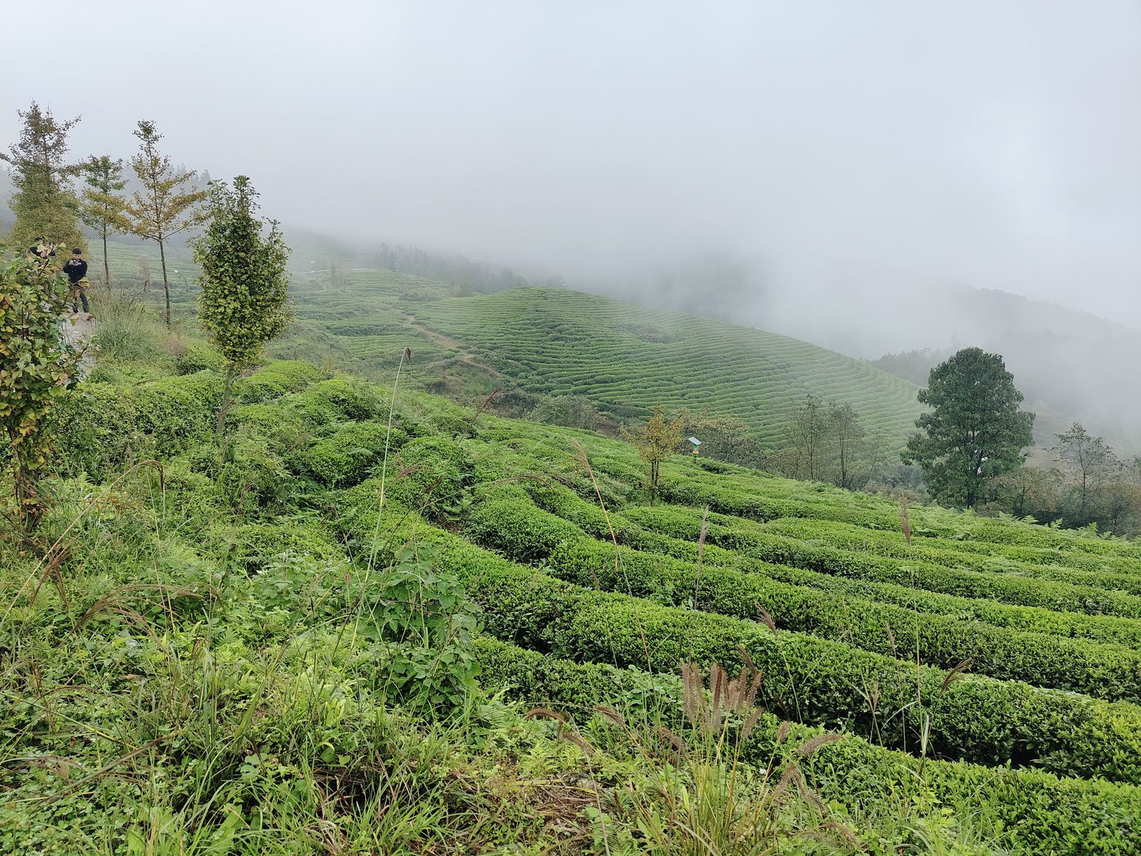 ② 余庆高山云雾茶园
