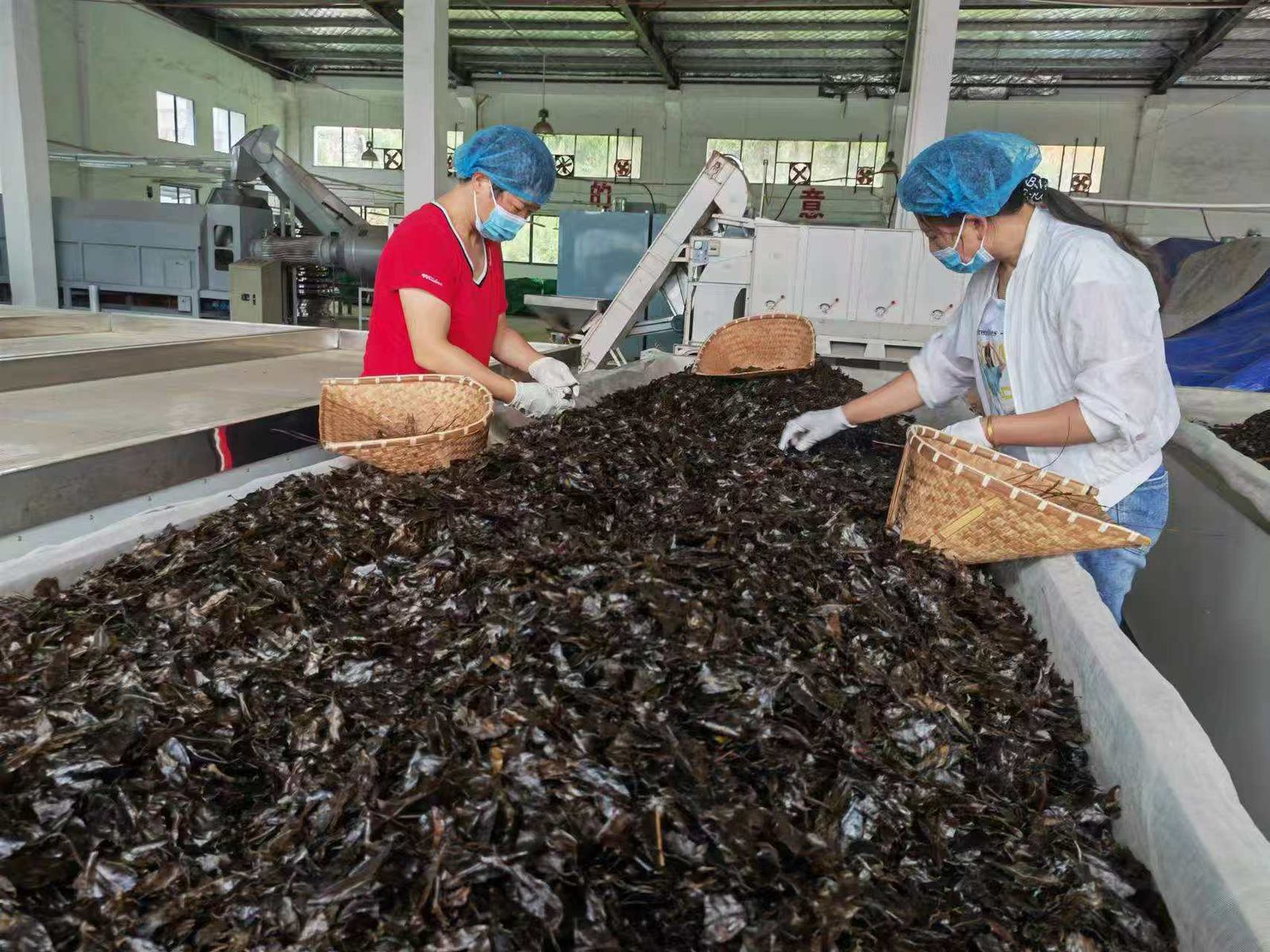 怎么分辨真正的余庆苦丁茶源头茶厂，避开贸易中间商