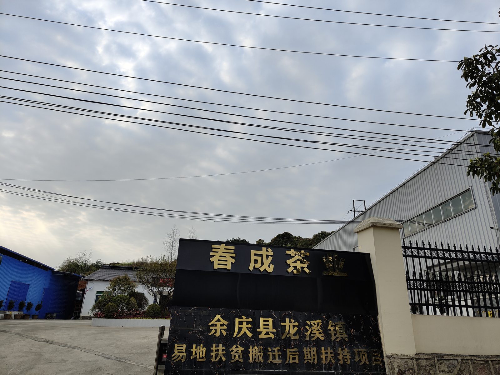 余庆龙溪镇：贵州小叶苦丁茶的核心加工聚集地