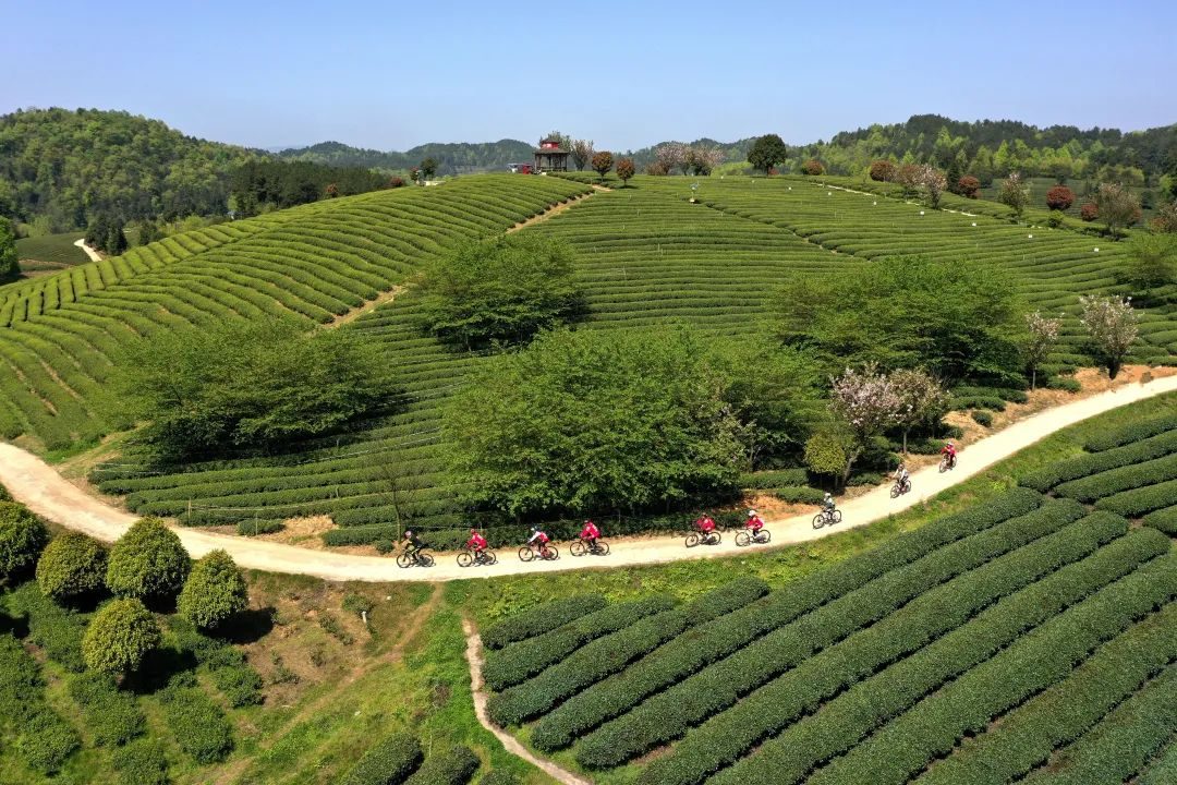 ② 余庆高山茶园航拍