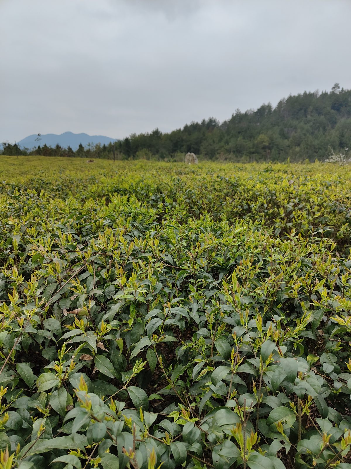 国家地理标志产区·余庆苦丁茶源头茶厂——走进春成茶业