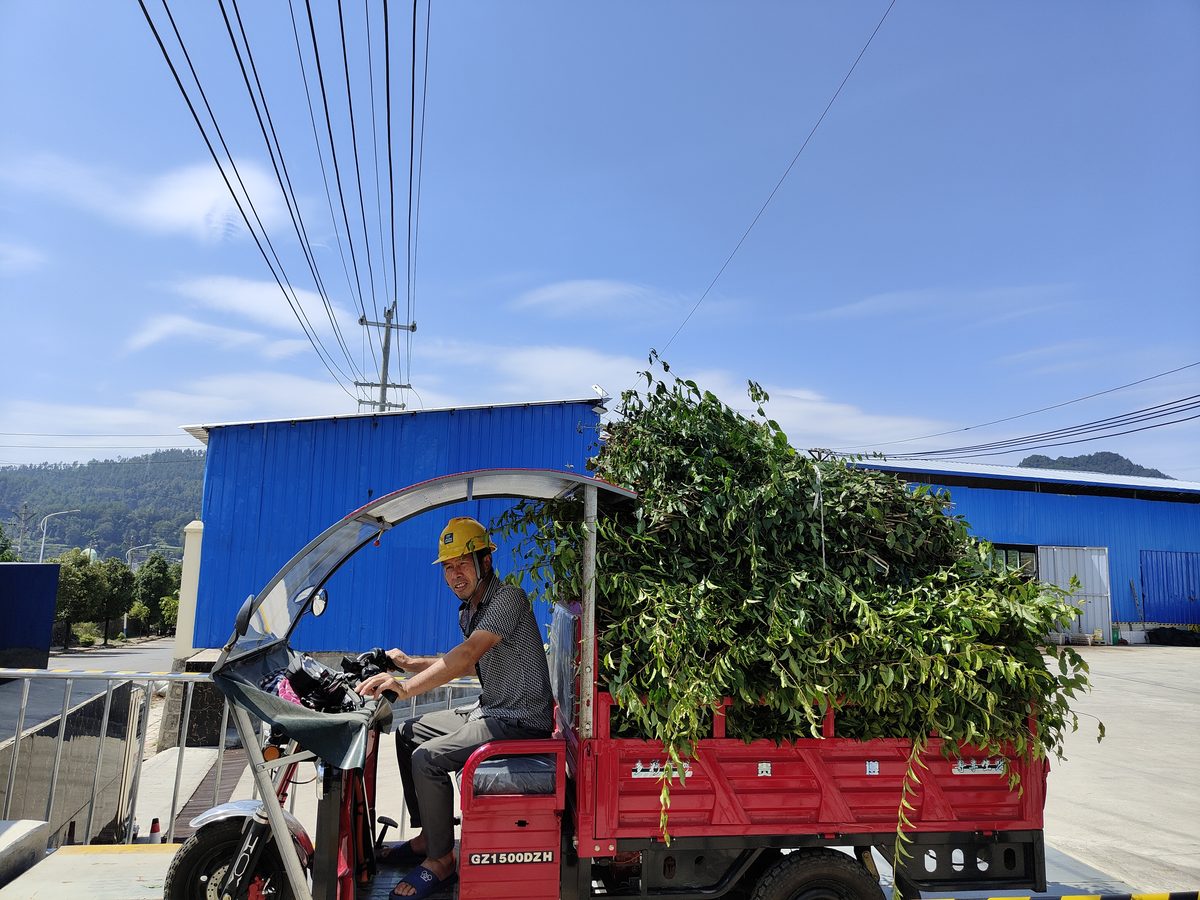 春成茶业车间工人分拣茶叶