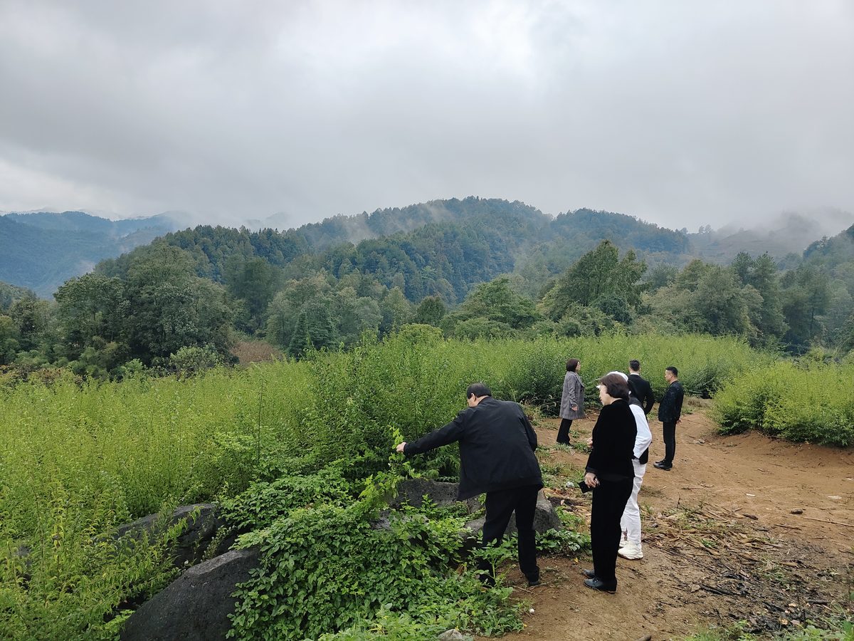 余庆龙溪高山茶园春季采茶季
