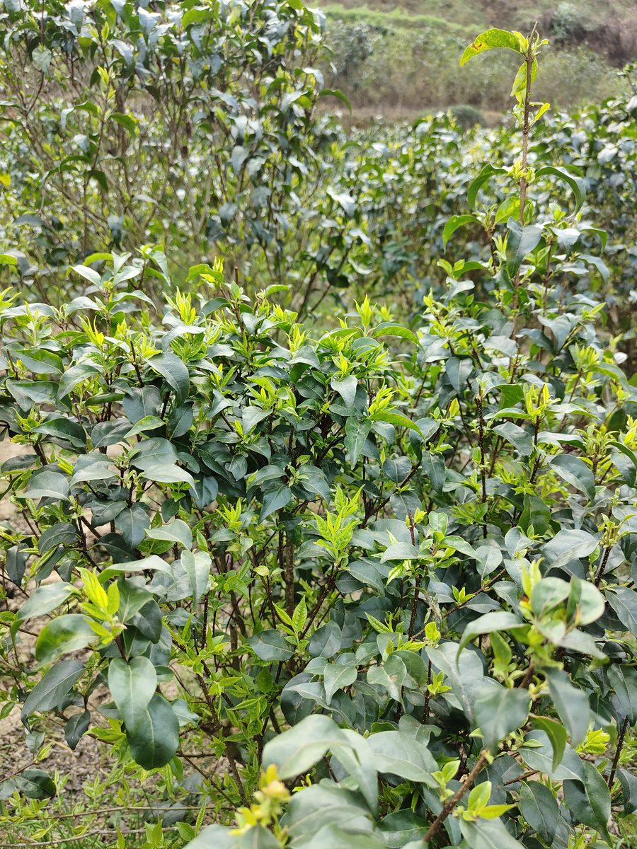 余庆龙溪核心产区茶园