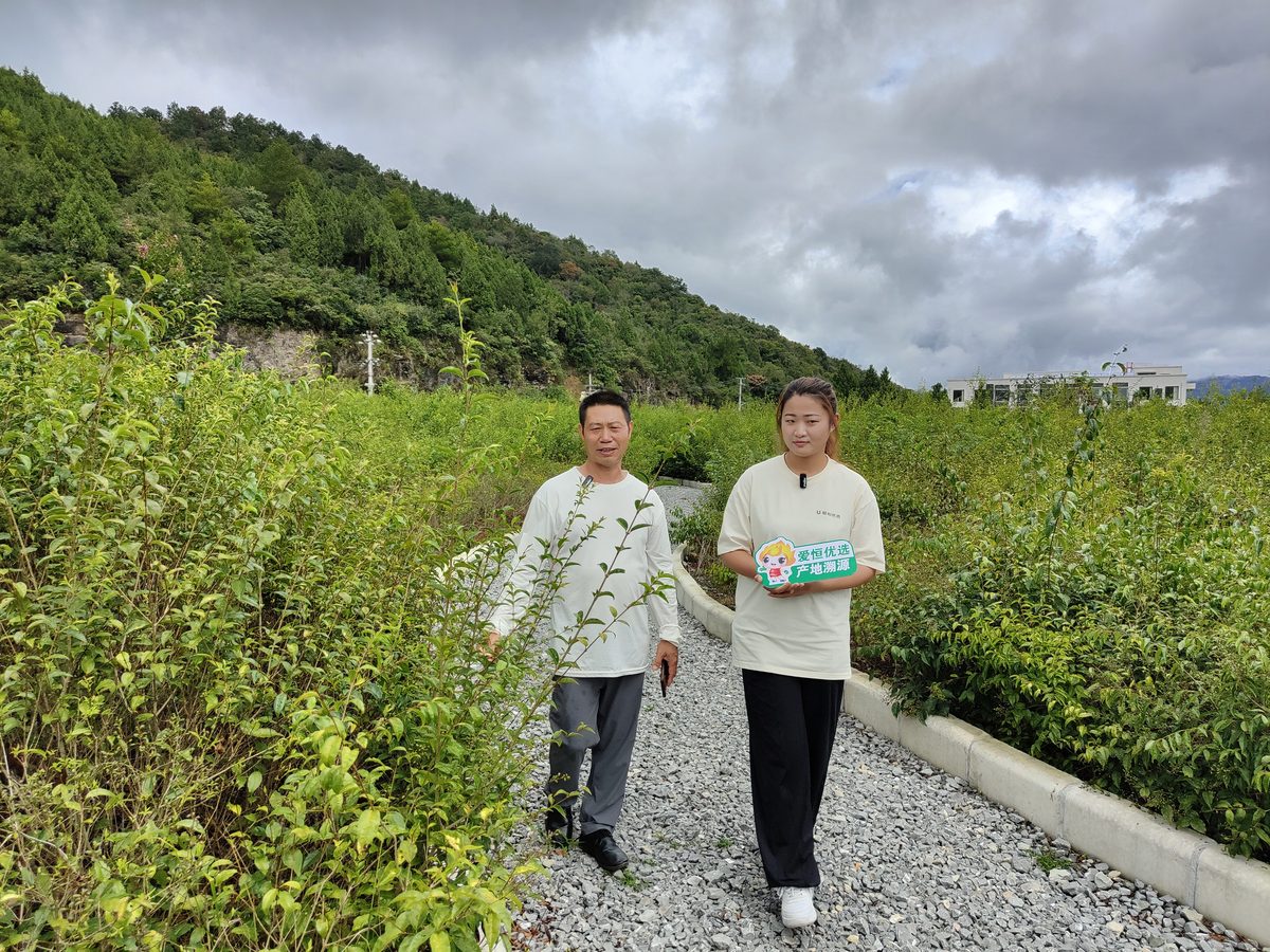 余庆苦丁茶种植基地非采茶季