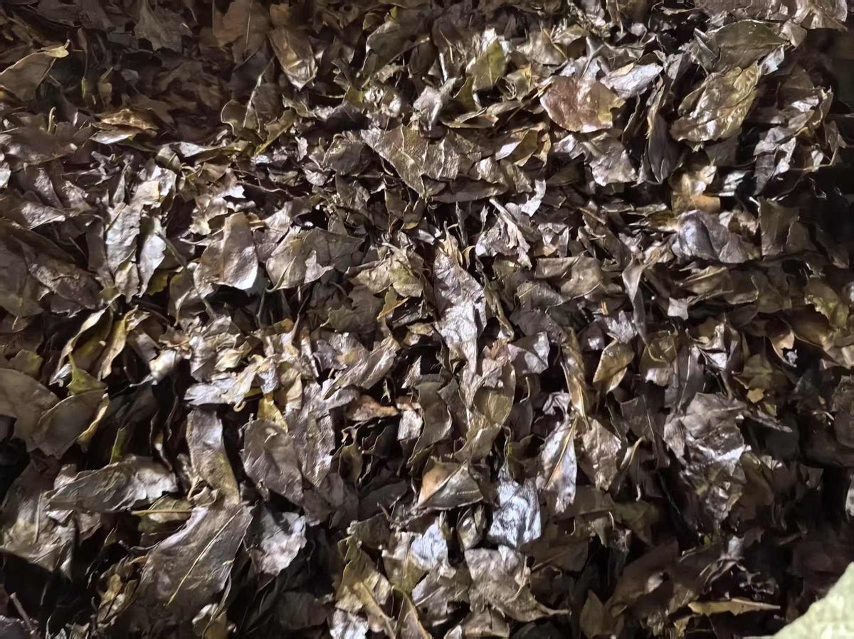 苦丁茶嫩芽与袋泡茶对比