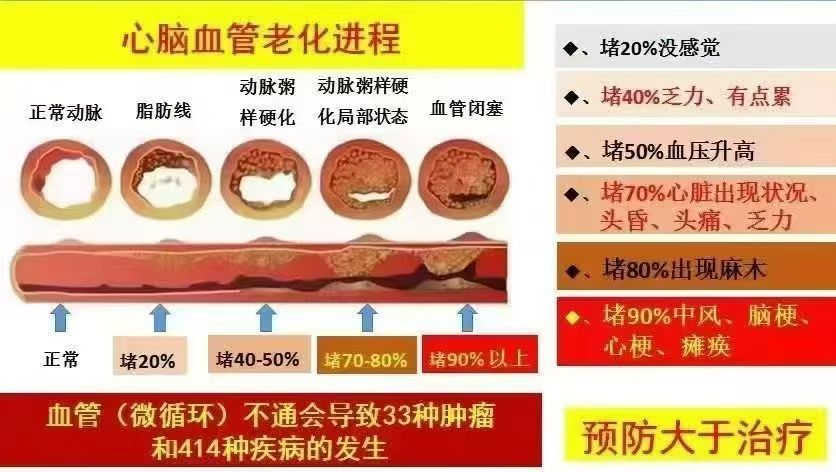 心脑血管老化进程
