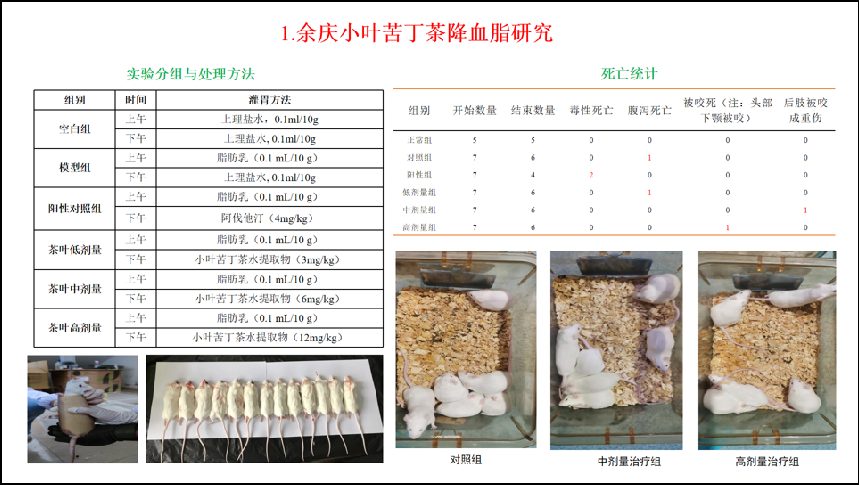 余庆小叶苦丁茶降血脂研究